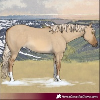 Horse Color:Chocolate Palomino Dun Tobiano