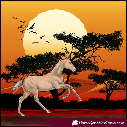 Horse Color:Silver Amber Champagne Rabicano 