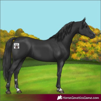 Horse Color:Black 