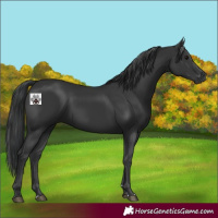 Horse Color:Black 