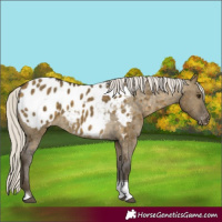 Horse Color:Silver Buckskin Dun Tobiano Appaloosa 