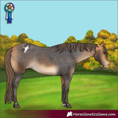 Horse Color:Buckskin Appaloosa 