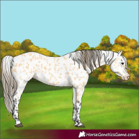 Horse Color:Buckskin Appaloosa 