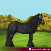Horse Color:Gray Black 