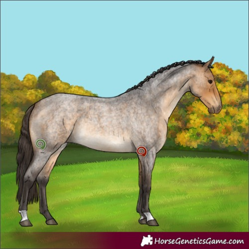 Horse Color:Buckskin Roan Rabicano 