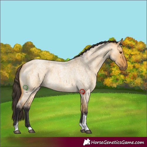 Horse Color:Buckskin Roan Dun Tobiano Rabicano 