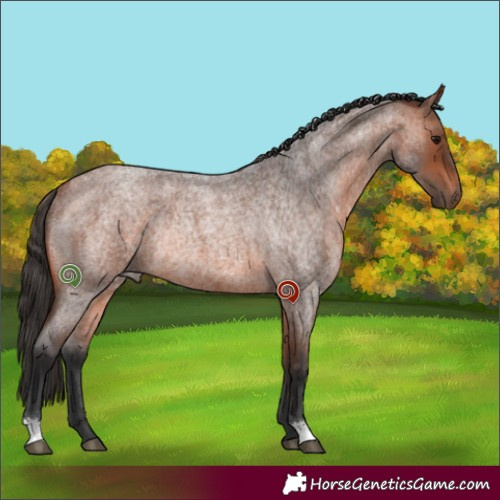 Horse Color:Bay Roan Rabicano 