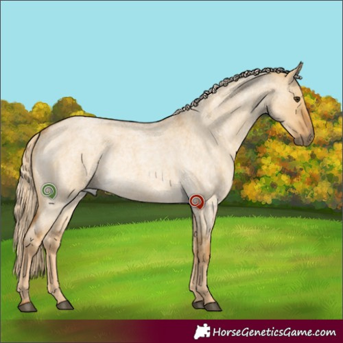 Horse Color:Palomino Roan Dun Rabicano 