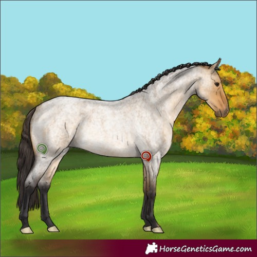 Horse Color:Buckskin Roan Dun Rabicano 