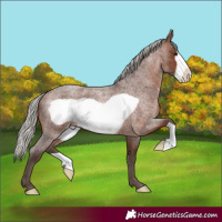 Horse Color:Silver Brown Roan Frame 