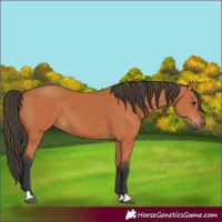 Horse Color:Bay 