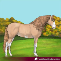 Horse Color:White Spotted Gold Champagne 