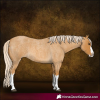 Horse Color:Palomino Roan Splash