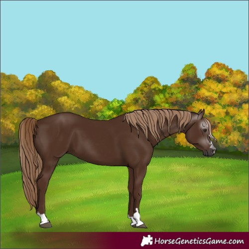 Horse Color:Gray Chestnut 