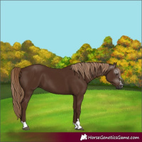 Horse Color:Gray Chestnut 
