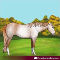 Horse Color:Gray Gold Champagne 