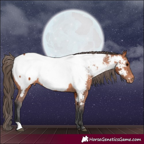 Horse Color:Bay Near Fewspot 
