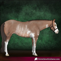 Horse Color:Sable Champagne Sabino Rabicano