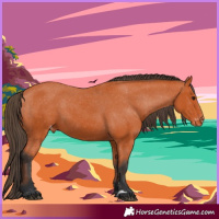 Horse Color:Bay Appaloosa
