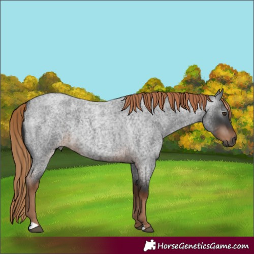 Horse Color:Gray Liver Red Roan 