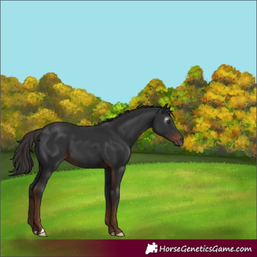 Horse Color:Gray Liver Chestnut 