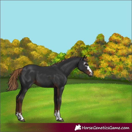 Horse Color:Gray Liver Chestnut 
