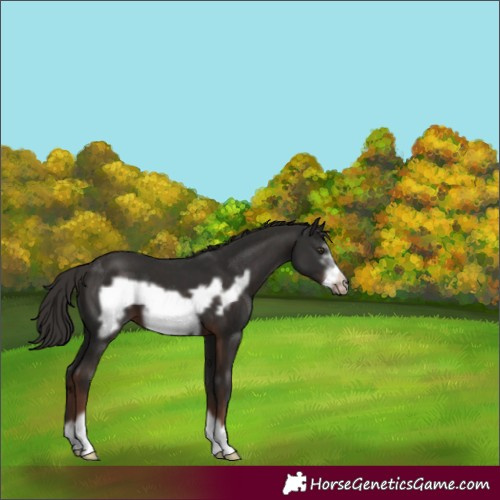 Horse Color:Liver Chestnut Frame 