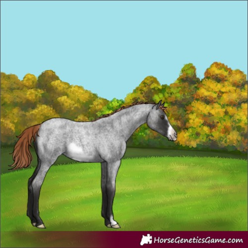 Horse Color:Liver Red Roan Frame Rabicano