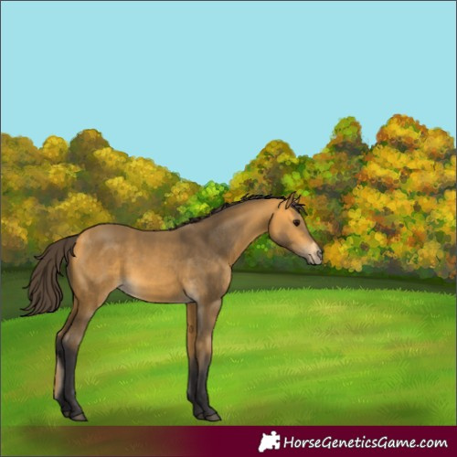 Horse Color:Buckskin 