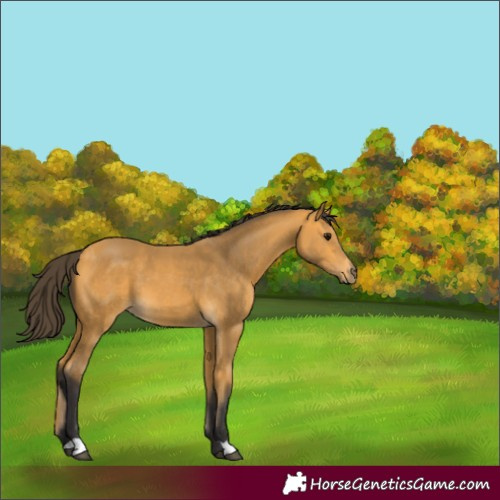 Horse Color:Buckskin