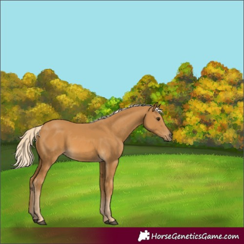 Horse Color:Palomino