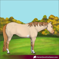 Horse Color:Red Dun Tobiano 