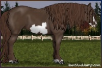 Horse Color:Liver Chestnut Frame 