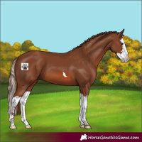 Horse Color:Chestnut Splash