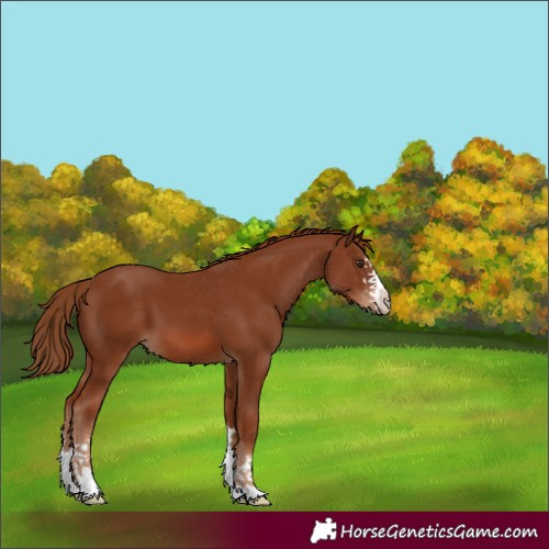 Horse Color:Chestnut 