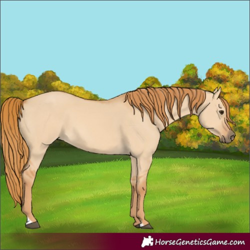 Horse Color:Red Dun
