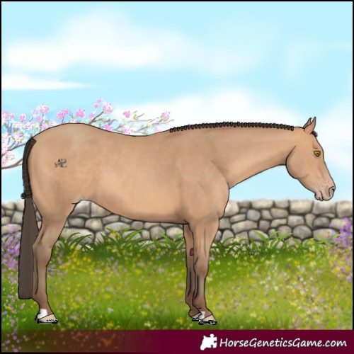 Horse Color:Amber Champagne