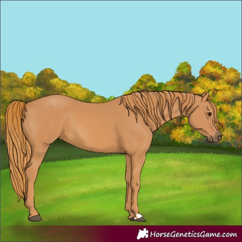 Horse Color:Chestnut 
