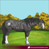 Horse Color:White Spotted Black Ice 