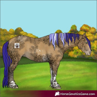 Horse Color:Painted Amber Cream Champagne Ice Tobiano