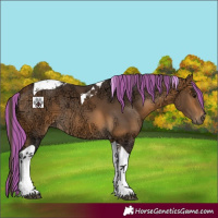 Horse Color:Painted Buckskin Ice Tobiano