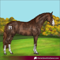 Horse Color:White Spotted Chestnut Ice 