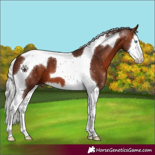 Horse Color:Silver Brown Splash Tobiano 