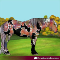 Horse Color:Nacre White Spotted Bay 