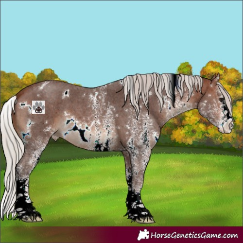 Horse Color:White Spotted Silver Brown Appaloosa 