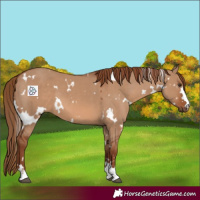 Horse Color:White Spotted Red Dun 