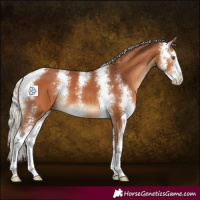 Horse Color:Silver Bay Sabino 