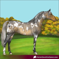 Horse Color:White Spotted Silver Buckskin Roan 