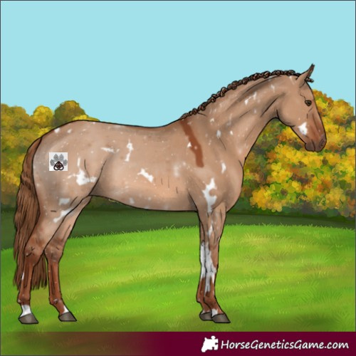 Horse Color:White Spotted Red Dun 