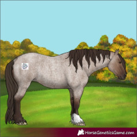 Horse Color:Liver Red Dun Roan Rabicano